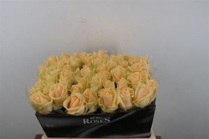 ROSE AVALANCHE PEACH 50